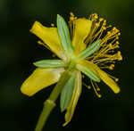 Bushy St. Johnswort